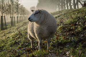 sheep_350